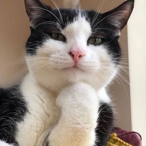 Meet your Posher, Priscilla